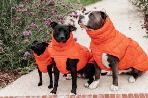 Kentucky Hundemantel Winter Pina orange