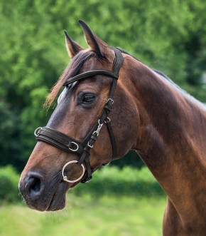 Waldhausen Leder Kappzaum Anatomic schwarz Warmblut
