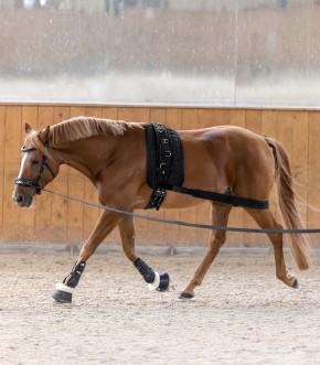 Waldhausen Leder Kappzaum Anatomic schwarz Warmblut