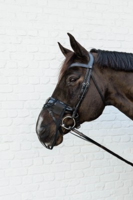 Kentucky Nasen Netz schwarz