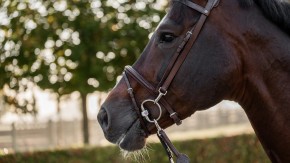 Trust Hamburg Trense braun mit silber full