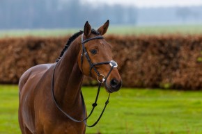 Trust Oslo mexikanische Trense schwarz mit silber