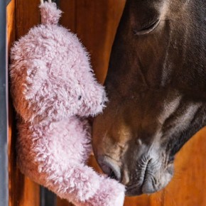 Kentucky Teddybär Pferdespielzeug Altrosa