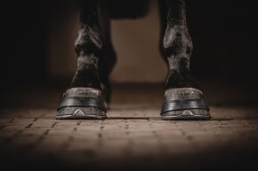 One Equestrian Hufband schwarz M
