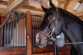 Kentucky Strick- und Wandschutz Ball schwarz