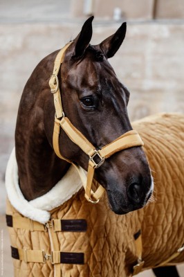 Kentucky Turnierdecke Show Rug Velvet Senfgelb 145